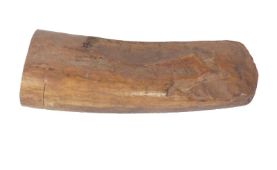 Beautiful fossilized ivory, part of a tusk. Has beautiful brown color 