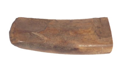 Ancient Fossilized Ivory Walrus Tusk